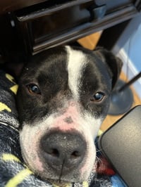 Daisy June - Photo 3