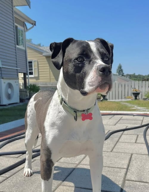 DAISY JUNE - Pit Bull Terrier for adoption in Cambridge