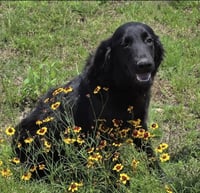 Stanley - Photo 2