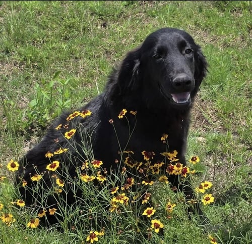 STANLEY - Retriever available for adoption