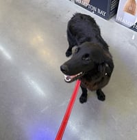 Stanley - Photo 4