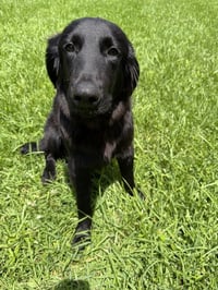 Stanley - Photo 3