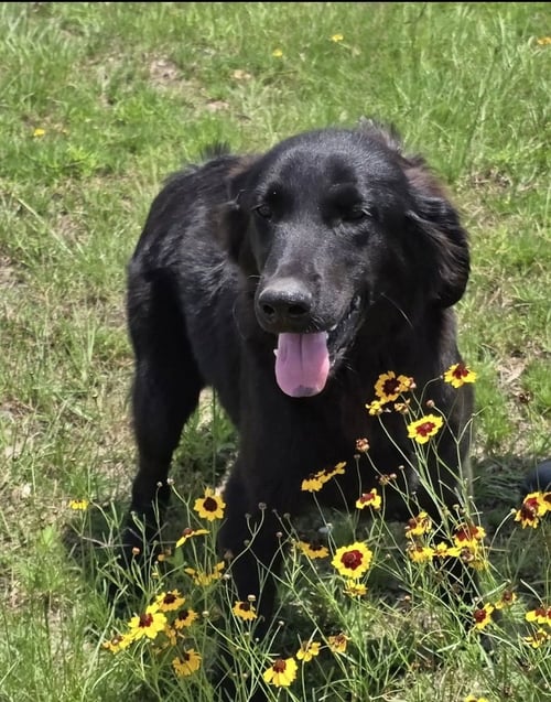 STANLEY - Retriever available for adoption