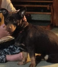 Freddie - Photo 3