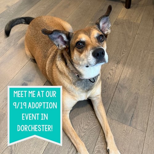 MITCH - Carolina Dog for adoption in Boston