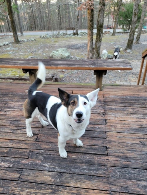 PATCH - Welsh Corgi available for adoption