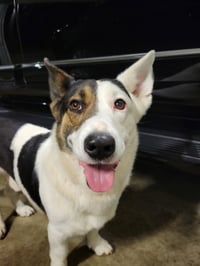 Patch - Photo 4