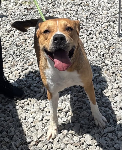 BUTTERCUP - Pit Bull Terrier for adoption in Cambridge