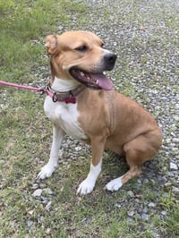Buttercup - Photo 2