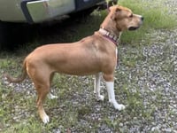 Buttercup - Photo 3