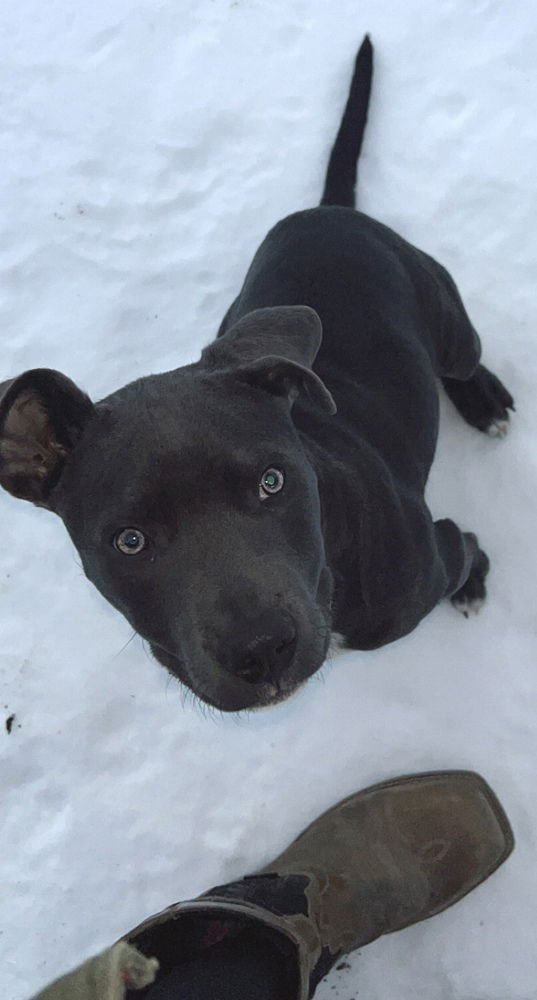 BERRY BLUEY - Terrier available for adoption