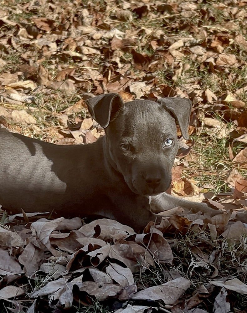 BERRY BLUEY - Terrier available for adoption