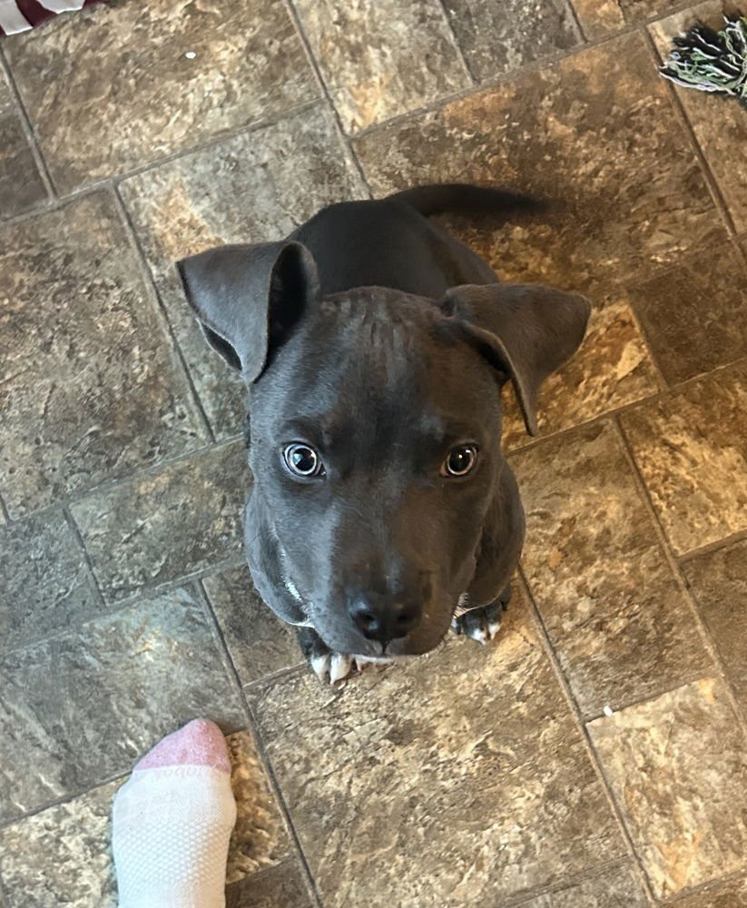 Berry Bluey - Photo 3