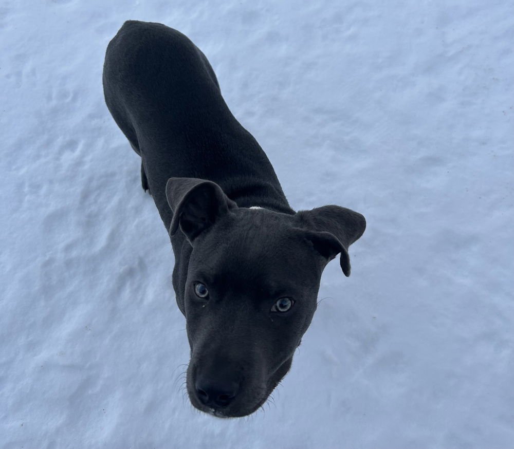 Berry Bluey - Photo 4