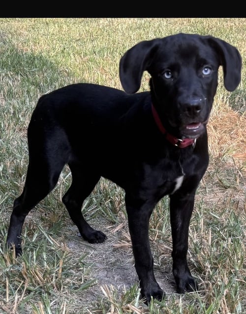 BOO BOO BABY GIRL - Labrador Retriever available for adoption