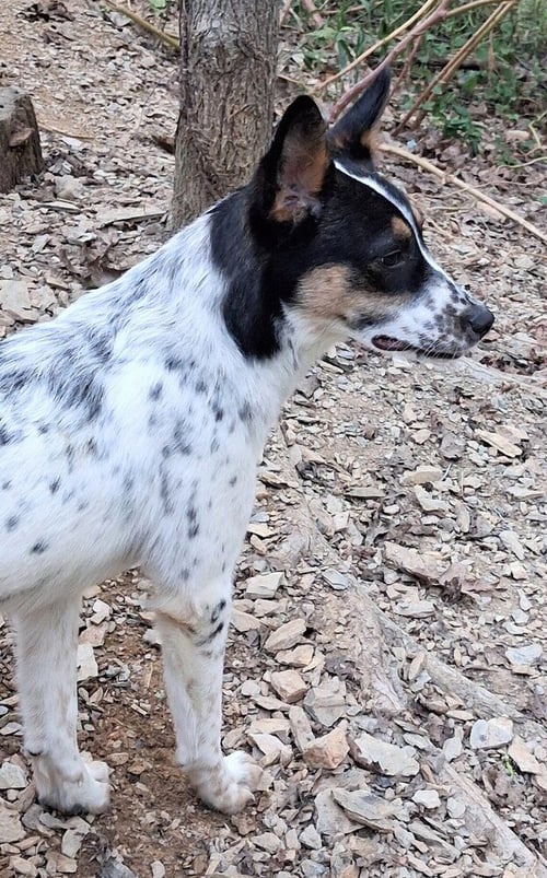 RACHEL FRIENDS - Great Pyrenees available for adoption