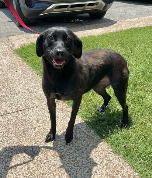 WINKLE JACKSON - Labrador Retriever available for adoption