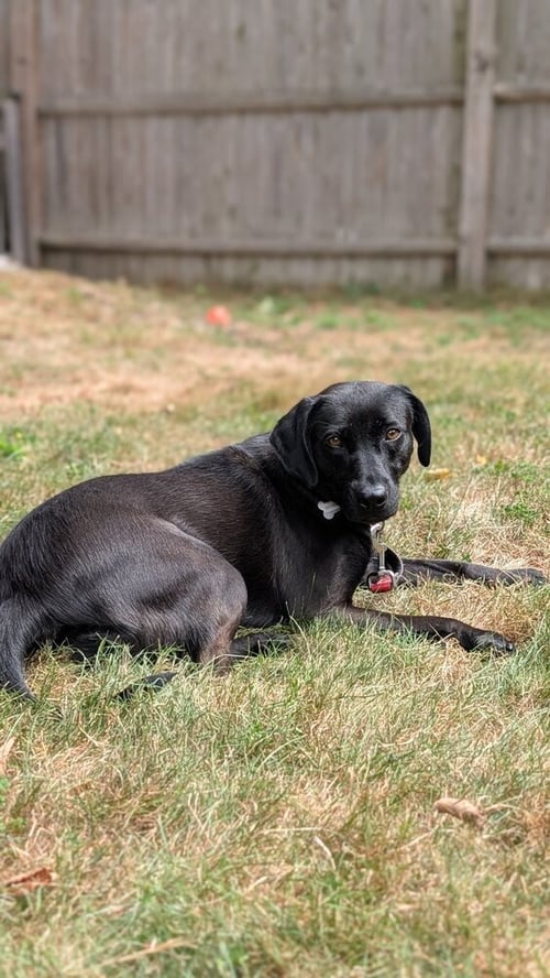 WINKLE JACKSON - Labrador Retriever available for adoption