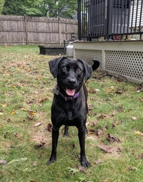 WINKLE JACKSON - Labrador Retriever available for adoption