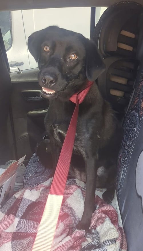 WINKLE JACKSON - Labrador Retriever available for adoption