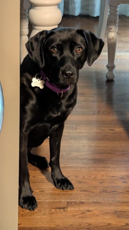 WINKLE JACKSON - Labrador Retriever available for adoption
