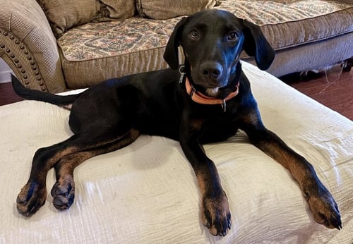 JONESY FORTNITE - Unknown for adoption in Boston