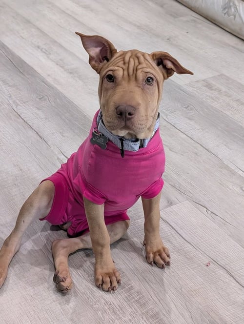 PUDGE ROLLS - Shar Pei available for adoption