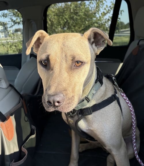 HAYWOOD - Pit Bull Terrier for adoption in Boston