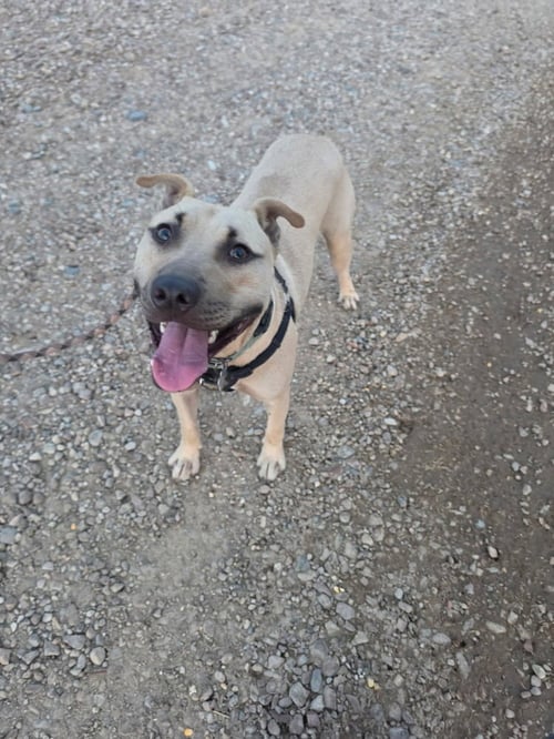 HAYWOOD - Pit Bull Terrier available for adoption