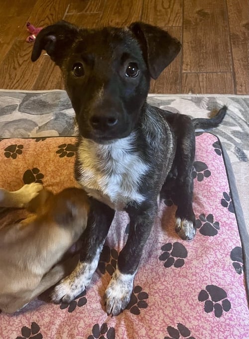 COCO PRESCHOOL - Mountain Cur available for adoption
