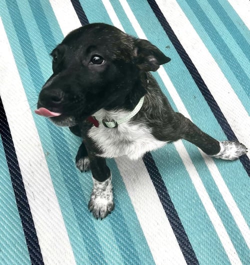 COCO PRESCHOOL - Mountain Cur available for adoption