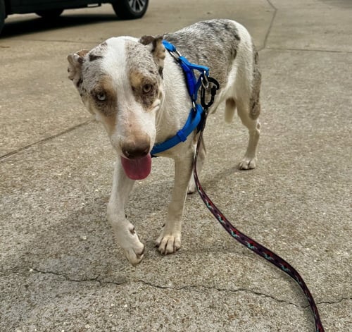 THATCH ELLIS - Unknown available for adoption