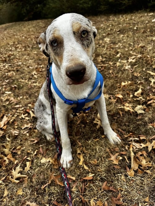 THATCH ELLIS - Unknown available for adoption
