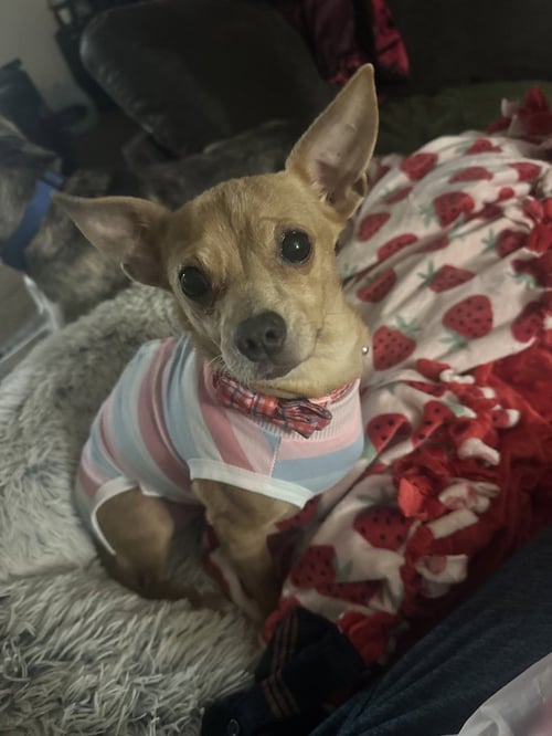 CARAMEL (MEL) - Chihuahua for adoption in Cambridge
