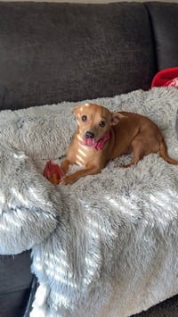 Caramel (Mel) - Photo 3
