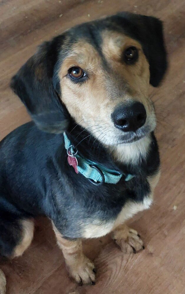 JODY - Hound available for adoption