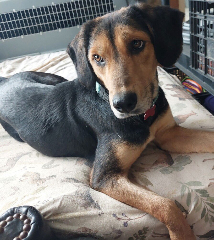 JODY - Hound available for adoption