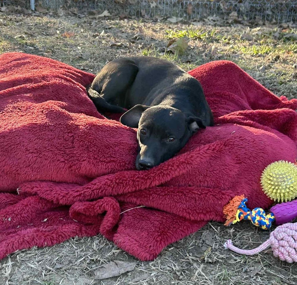 OZZY ASHCRAFT - Terrier available for adoption