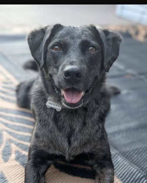 WESLEY - Unknown available for adoption