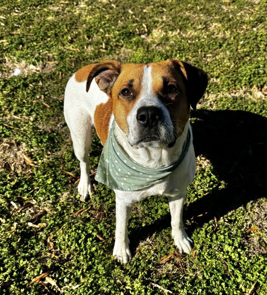 CHARLES - Hound available for adoption