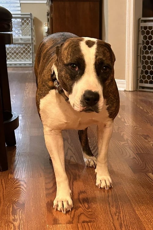 KALLISTA - Pit Bull Terrier available for adoption