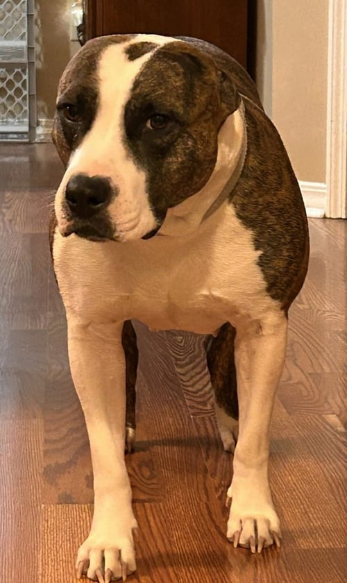 KALLISTA - Pit Bull Terrier available for adoption
