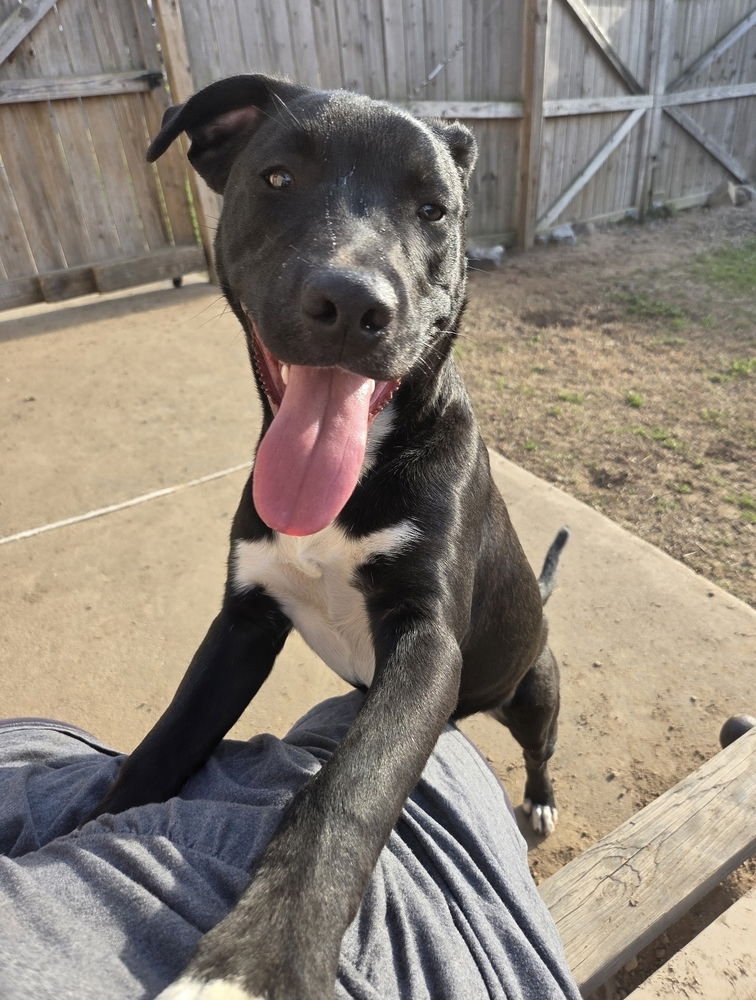 DANE RYAN - Terrier available for adoption