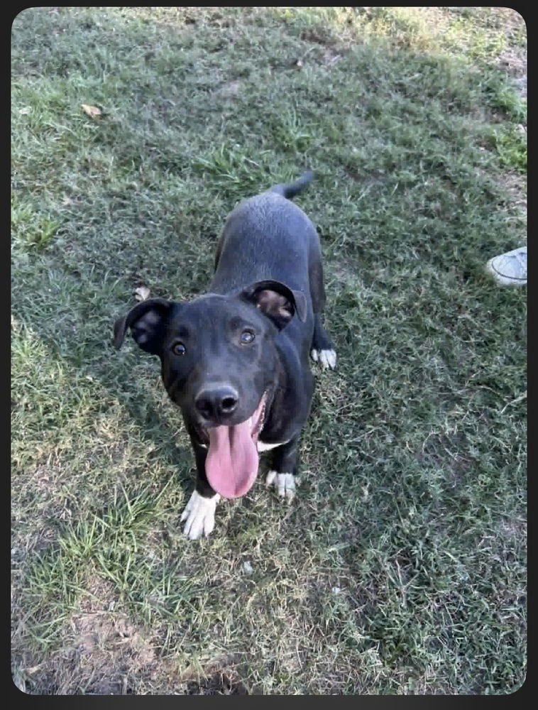 DANE RYAN - Terrier available for adoption