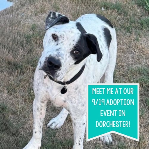 SPORTY - Pointer for adoption in Boston