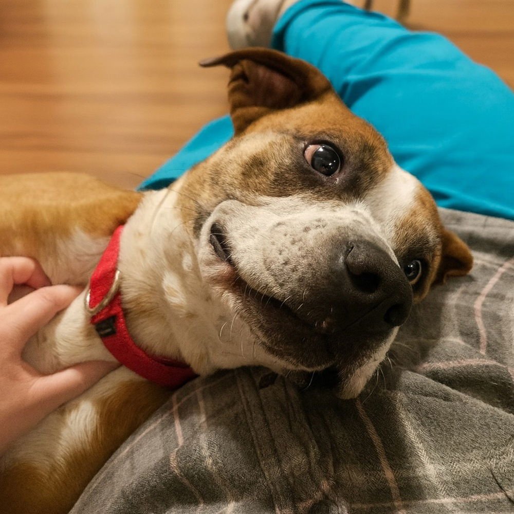 HOTCH - Boxer available for adoption