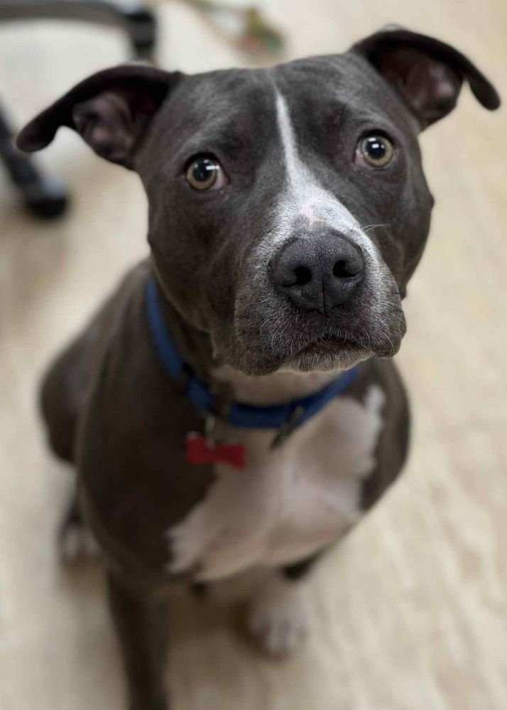 CHOWDER - Pit Bull Terrier available for adoption