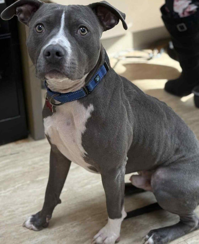 CHOWDER - Pit Bull Terrier available for adoption