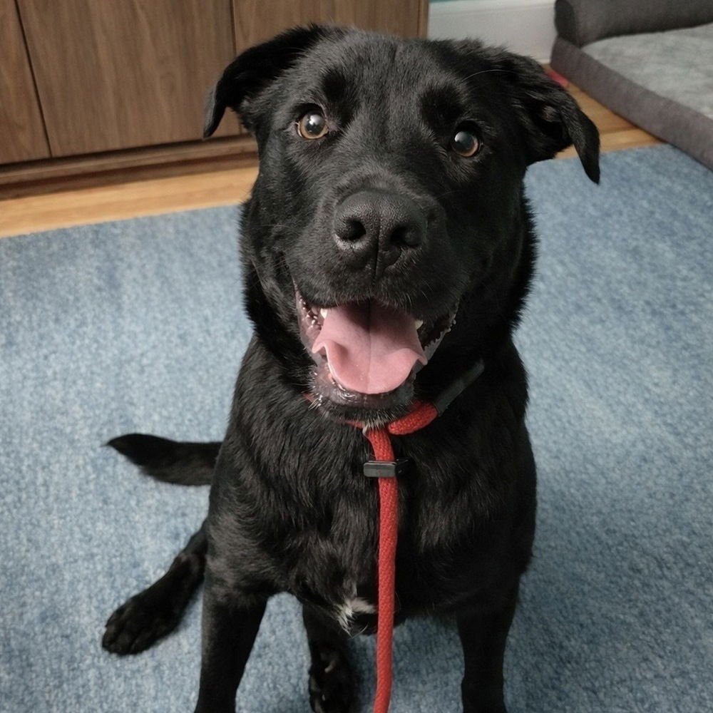 MANGO - Labrador Retriever available for adoption