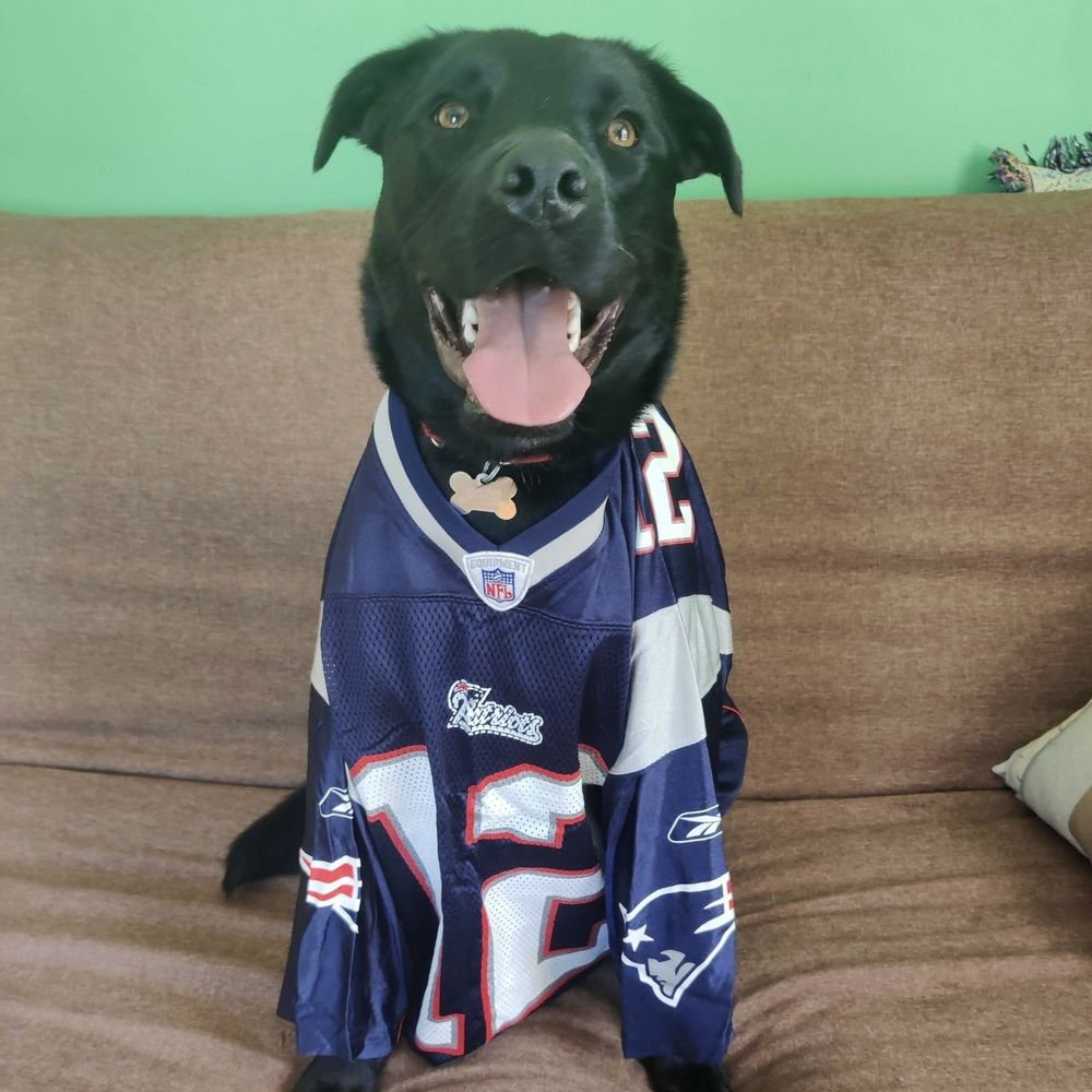 MANGO - Labrador Retriever available for adoption